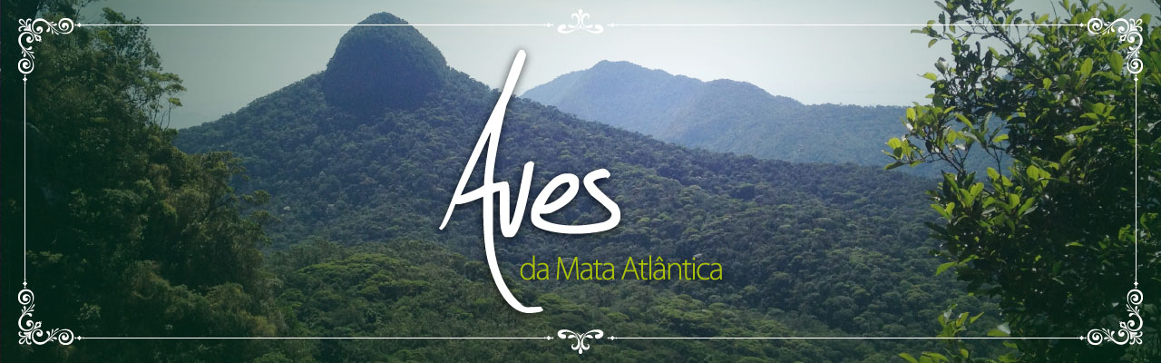 Aves da Mata Atlântica